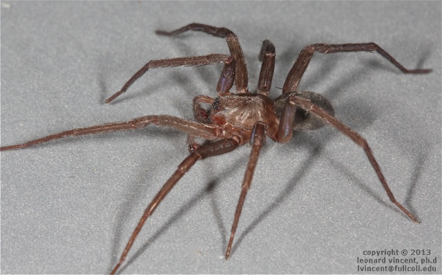 wandering spiders in the us